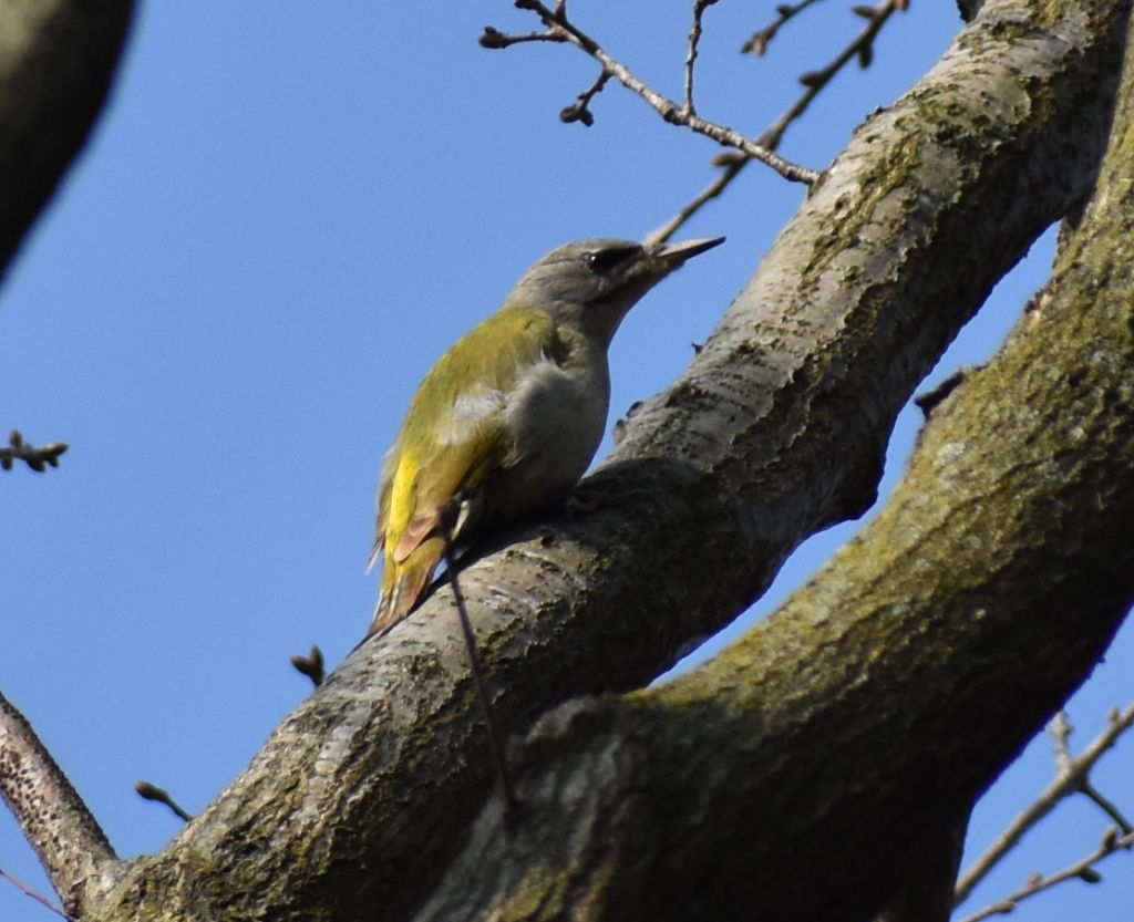 Picchio cenerino (Picus canus)